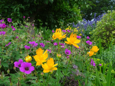 Garten Juni 2015.jpg