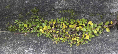 Salix_serpyllifoliaRimg0301.JPG