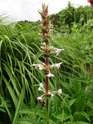Morina longifolia 2015.JPG