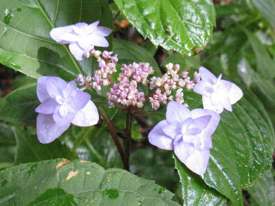 j31 miyama yae murasaki (Kopie).jpg