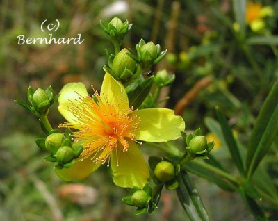 hypericum_erectum_gemo.jpg