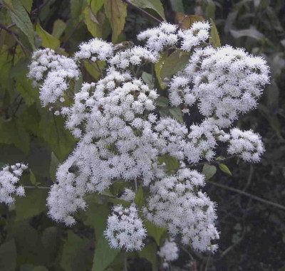 Eupatorium_rugosum_ChocolateRimg0305.JPG