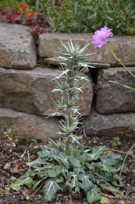 Eryngium_variifolium.15-1.jpg
