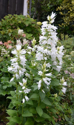 Campanula_latifolia_macrantha-Alba.15-1.jpg