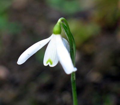07_Galanthus_reginae_olgae.jpg