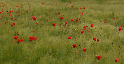 mohn-korn 3.jpg