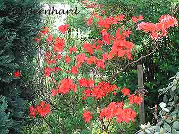azalea_unbekannt.jpg