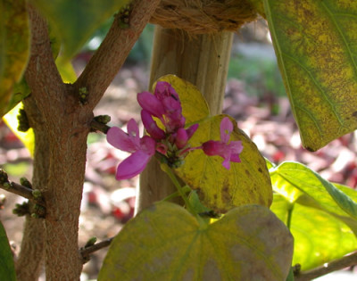 Judasbaum_Avondale_R_21149_89.jpg
