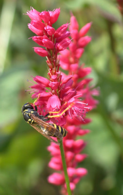 Kerzen-Knoterich_Firetail_S2_21139_94.jpg