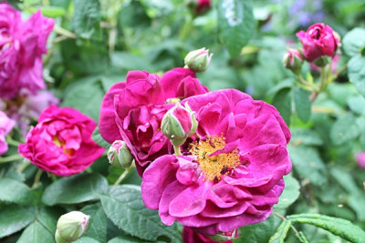 rose marcel bourgain15.JPG