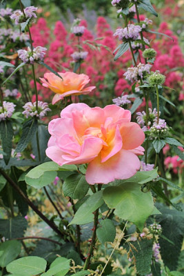 rose Dr. Eckener.JPG