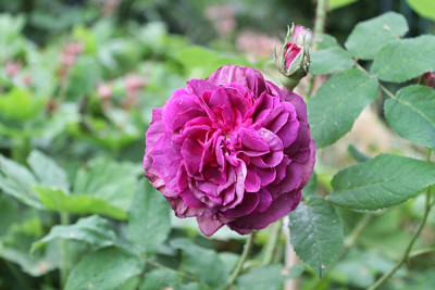 rose robert le diable.JPG