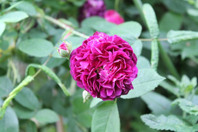 rose ombree parfait15.JPG