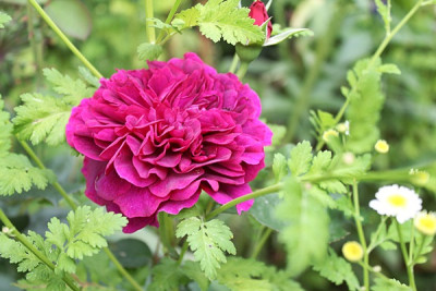 rose prospero15.JPG