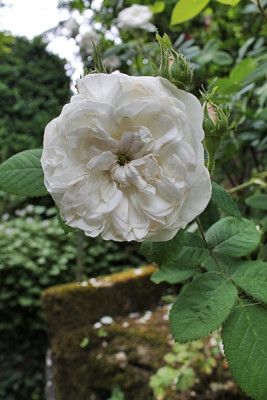 rose mme hardy15.JPG
