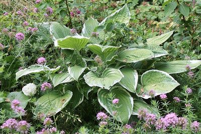 hosta crispula 151.JPG