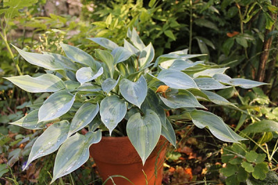 hosta stand by me15.JPG