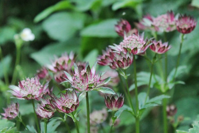 astrantia oldport.JPG