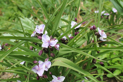 Tradescantia x andersoniana 'Bilberry Ice'.JPG
