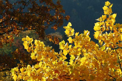 Goldener_Oktober_2_25-10-05.jpg