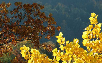 Goldener_Oktober_1_25-10-05.jpg