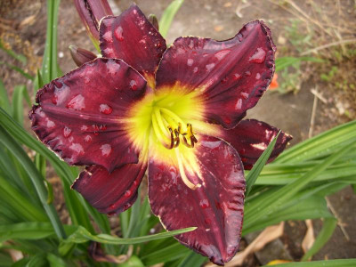 SS853978_crown royal.JPG