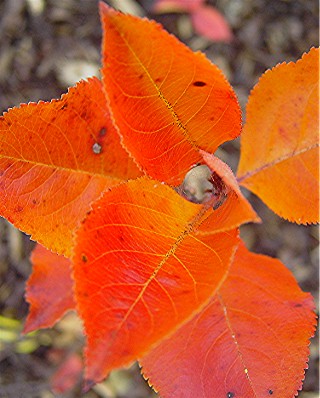 Web_Aronia.jpg