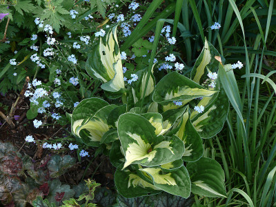 hosta_whirlwind_2012-05-14_223.jpg