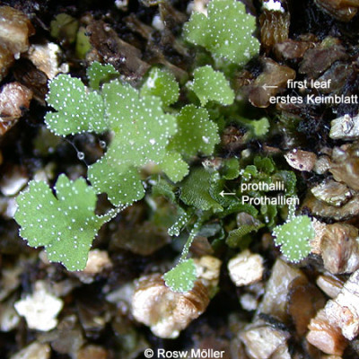 Argyrochosma_nivea.jpg