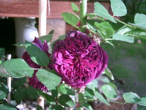 rose5a.JPG