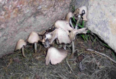 pilze1.jpg