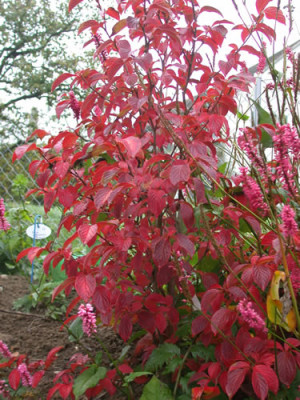 Scheinkamelie_S2_20743_77.jpg