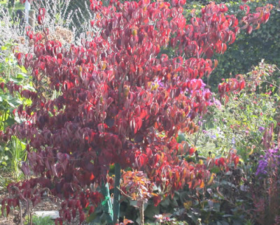 Chin._Blumenhartriegel_R_20793_72.jpg