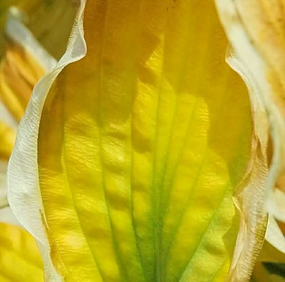 Hosta_Patriot_1_26-10-05.jpg