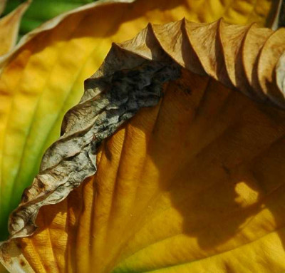 Hosta_Patriot_2_26-10-05.jpg