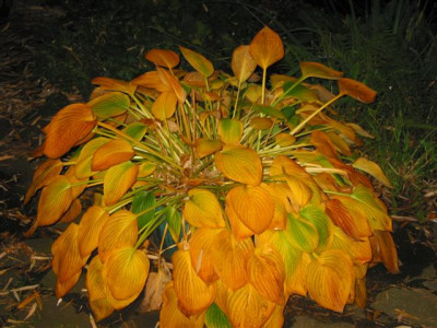 IMG_0047_Small.JPG