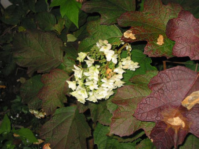 IMG_0030_Small.JPG