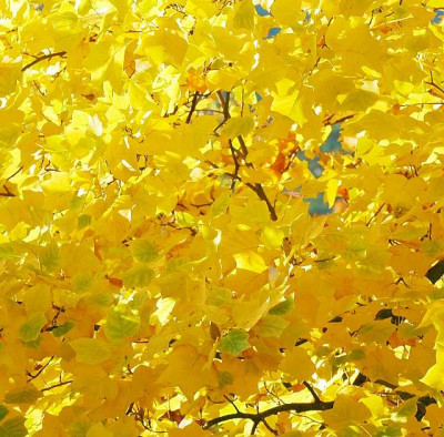 Goldener_Oktober_3_24-10-05.jpg