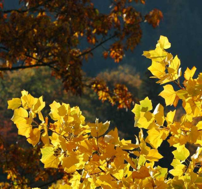 Goldener_Oktober_4_24-10-05.jpg