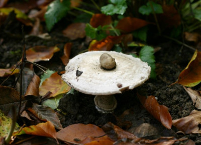 steinpilz.jpg