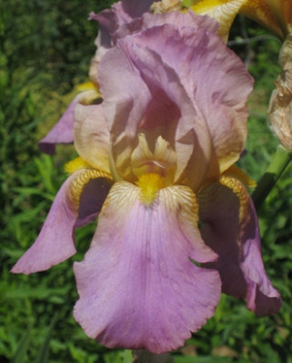 IMG_1932 Iris 20.jpg