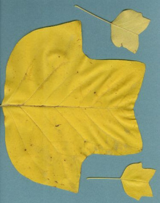 Liriodendron_tulipifera_Herbstlaub_mit_Ardis_10.05.jpg