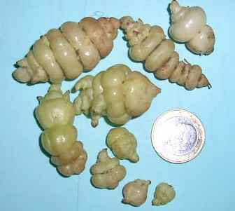 Stachys_affinis____9.jpg