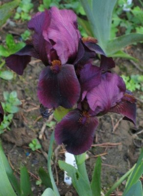 IMG_1756 Iris barbata , als Red Zinger gekauft 40.jpg