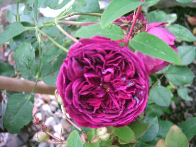 rose4.JPG