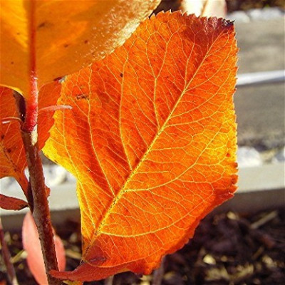 Web_Web_Aronia2t.jpg