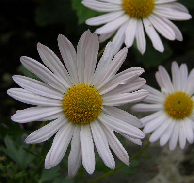 Groenlandmargarite.JPG