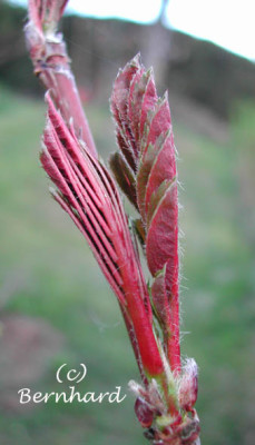 sorbus_hupehensis_austrieb2.jpg