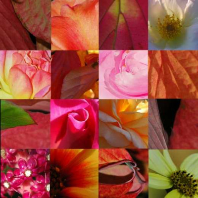 Rosa-rot_4x4_voll__520x520.jpg
