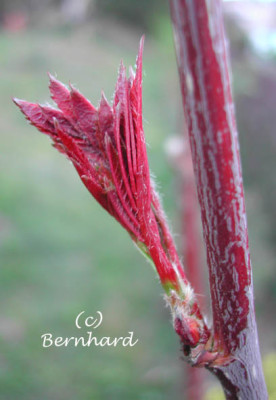 sorbus_hupehensis_austrieb3.jpg